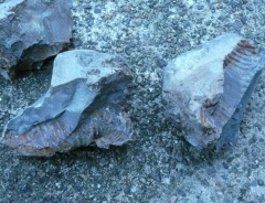 �A�����i�C�g