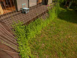 �O���[���J�[�e��