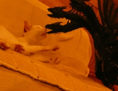 �L���O�M�h���΃j���W��