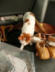 �L�Ƃ�����