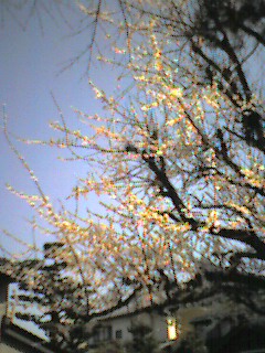 ���ׂ̌����Ǝv����Ԍ��̍�