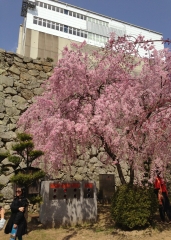 �}������ƓV��̔���